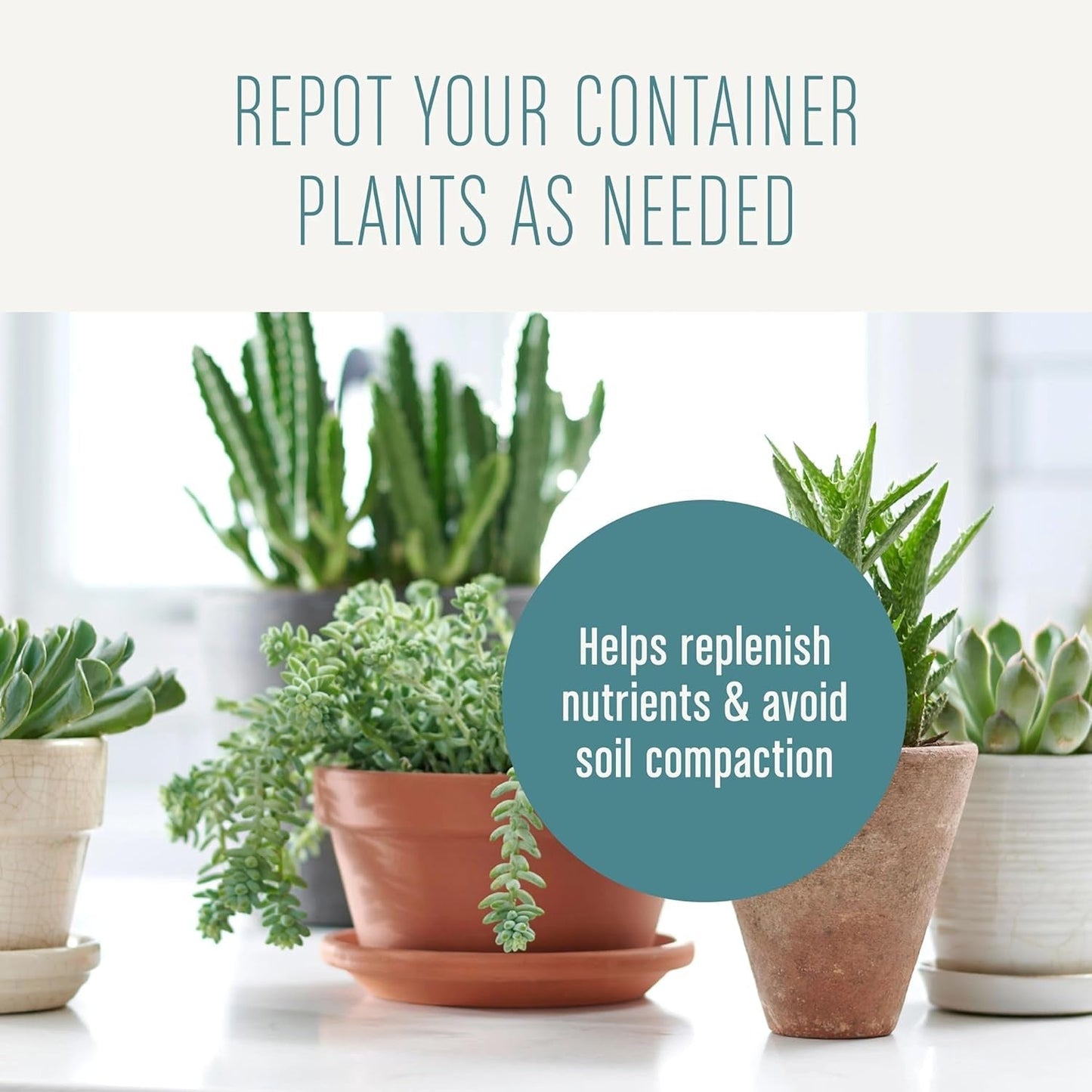 Succulent Potting Mix, for Indoor Succulents, Aloe Vera and More, Made with  Plant Food, 4 Qt