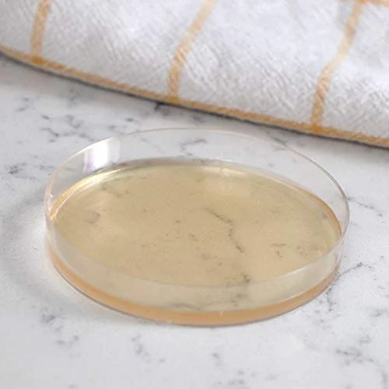 Safe Home Premium Mold Detection Test Kit for Surface and Material Testing