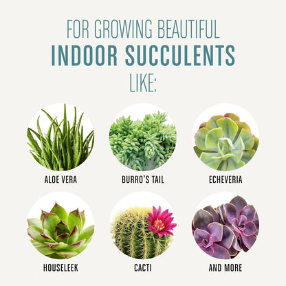 Succulent Potting Mix, for Indoor Succulents, Aloe Vera and More, Made with  Plant Food, 4 Qt