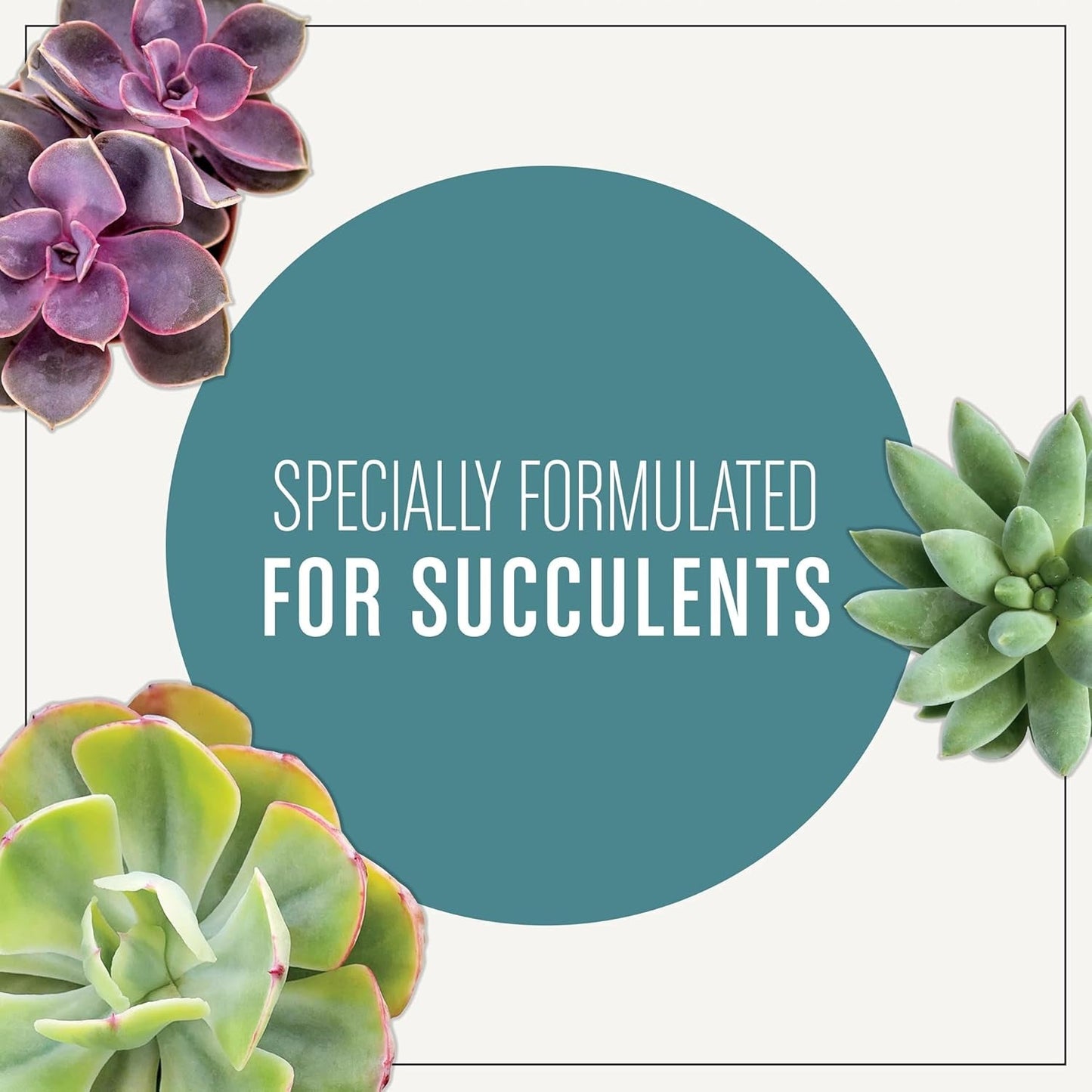 Succulent Potting Mix, for Indoor Succulents, Aloe Vera and More, Made with  Plant Food, 4 Qt