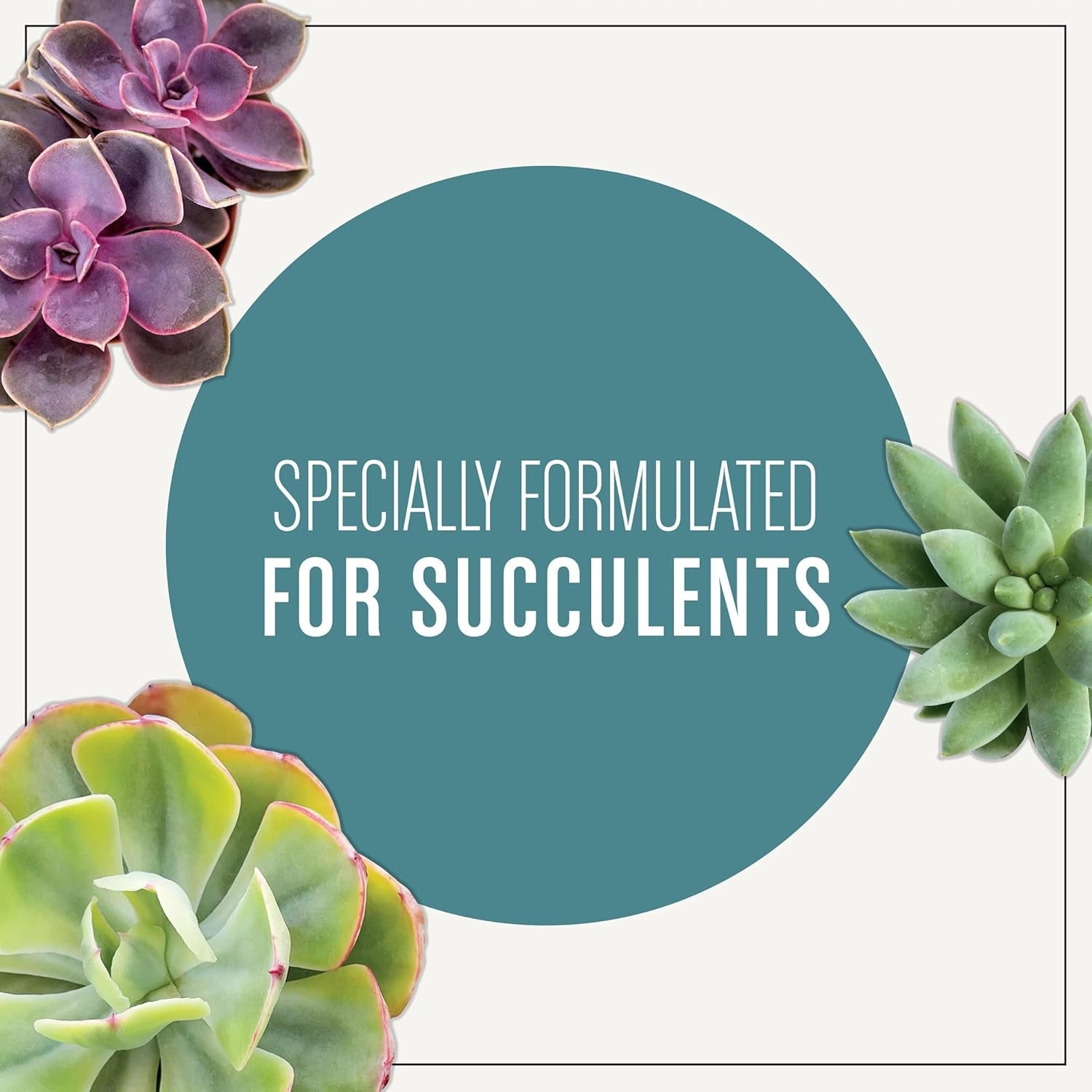 Succulent Potting Mix, for Indoor Succulents, Aloe Vera and More, Made with  Plant Food, 4 Qt