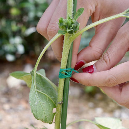 1 Roll/100M Multifunctional Plastic Steel Twist Tie Sturdy Reusable Garden Flower Plant Support Strap Tie