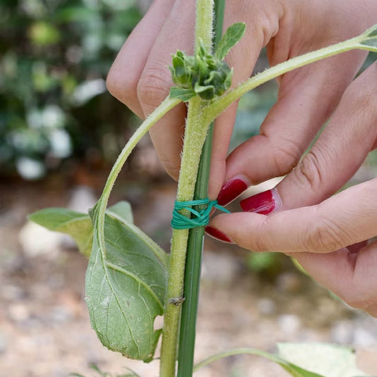 1 Roll/100M Multifunctional Plastic Steel Twist Tie Sturdy Reusable Garden Flower Plant Support Strap Tie
